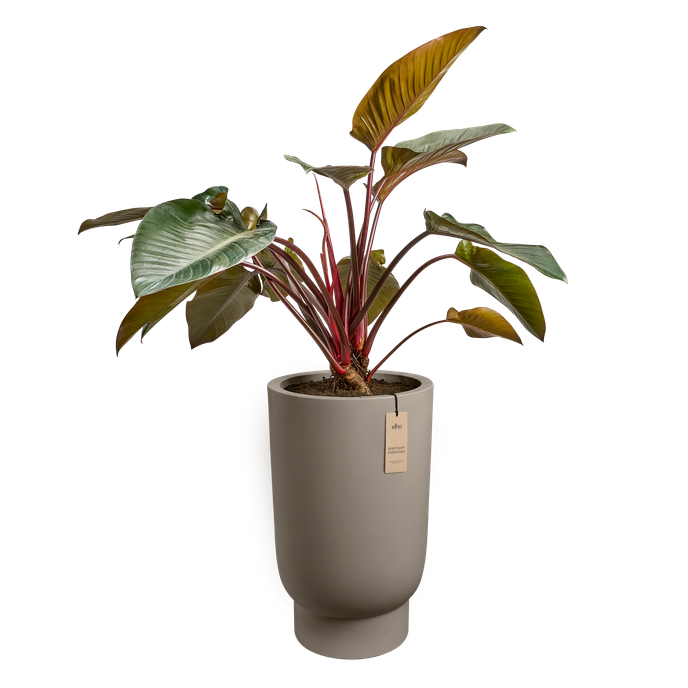 amber grail high 47cm burnt umber